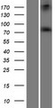 ADAR2 / ADARB1 Protein - Western validation with an anti-DDK antibody * L: Control HEK293 lysate R: Over-expression lysate