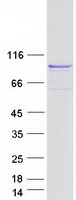 ADAR2 / ADARB1 Protein - Purified recombinant protein ADARB1 was analyzed by SDS-PAGE gel and Coomassie Blue Staining