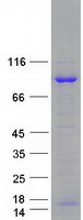 ADAR2 / ADARB1 Protein - Purified recombinant protein ADARB1 was analyzed by SDS-PAGE gel and Coomassie Blue Staining