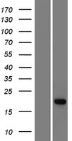 ADAT2 Protein - Western validation with an anti-DDK antibody * L: Control HEK293 lysate R: Over-expression lysate