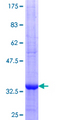 ADCK2 Protein - 12.5% SDS-PAGE Stained with Coomassie Blue.