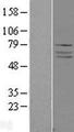 ADCK4 Protein - Western validation with an anti-DDK antibody * L: Control HEK293 lysate R: Over-expression lysate