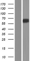 ADGRA1 / GPR123 Protein - Western validation with an anti-DDK antibody * L: Control HEK293 lysate R: Over-expression lysate