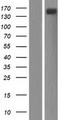ADGRA2 / GPR124 Protein - Western validation with an anti-DDK antibody * L: Control HEK293 lysate R: Over-expression lysate