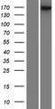 ADGRB1 / BAI1 Protein - Western validation with an anti-DDK antibody * L: Control HEK293 lysate R: Over-expression lysate