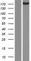 ADGRB2 / BAI2 Protein - Western validation with an anti-DDK antibody * L: Control HEK293 lysate R: Over-expression lysate
