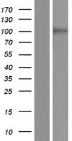 ADGRD1 / GPR133 Protein - Western validation with an anti-DDK antibody * L: Control HEK293 lysate R: Over-expression lysate