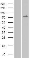 ADGRE3 / EMR3 Protein - Western validation with an anti-DDK antibody * L: Control HEK293 lysate R: Over-expression lysate