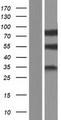 ADGRE5 / CD97 Protein - Western validation with an anti-DDK antibody * L: Control HEK293 lysate R: Over-expression lysate