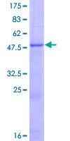 ADGRF1 / GPR110 Protein - 12.5% SDS-PAGE of human GPR110 stained with Coomassie Blue
