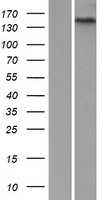 ADGRF5 / GPR116 Protein - Western validation with an anti-DDK antibody * L: Control HEK293 lysate R: Over-expression lysate