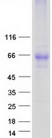 ADGRG1 / GPR56 Protein - Purified recombinant protein ADGRG1 was analyzed by SDS-PAGE gel and Coomassie Blue Staining