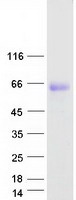 ADGRG1 / GPR56 Protein - Purified recombinant protein ADGRG1 was analyzed by SDS-PAGE gel and Coomassie Blue Staining