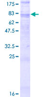 ADGRG3 / GPR97 Protein - 12.5% SDS-PAGE of human GPR97 stained with Coomassie Blue