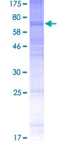 ADGRG5 /GPR114 Protein - 12.5% SDS-PAGE of human GPR114 stained with Coomassie Blue
