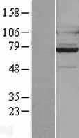 ADGRG7 / GPR128 Protein - Western validation with an anti-DDK antibody * L: Control HEK293 lysate R: Over-expression lysate