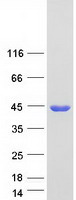 ADH1A / Alcohol Dehydrogenase Protein - Purified recombinant protein ADH1A was analyzed by SDS-PAGE gel and Coomassie Blue Staining