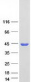 ADH1A / Alcohol Dehydrogenase Protein - Purified recombinant protein ADH1A was analyzed by SDS-PAGE gel and Coomassie Blue Staining