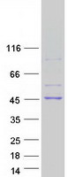 ADH1C Protein - Purified recombinant protein ADH1C was analyzed by SDS-PAGE gel and Coomassie Blue Staining
