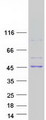 ADH1C Protein - Purified recombinant protein ADH1C was analyzed by SDS-PAGE gel and Coomassie Blue Staining