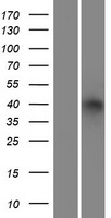 ADH6 Protein - Western validation with an anti-DDK antibody * L: Control HEK293 lysate R: Over-expression lysate