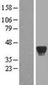 ADH7 Protein - Western validation with an anti-DDK antibody * L: Control HEK293 lysate R: Over-expression lysate
