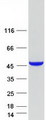 ADH7 Protein - Purified recombinant protein ADH7 was analyzed by SDS-PAGE gel and Coomassie Blue Staining