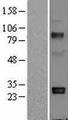 Adiponectin Protein - Western validation with an anti-DDK antibody * L: Control HEK293 lysate R: Over-expression lysate