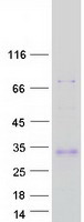 Adiponectin Protein - Purified recombinant protein ADIPOQ was analyzed by SDS-PAGE gel and Coomassie Blue Staining