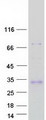 Adiponectin Protein - Purified recombinant protein ADIPOQ was analyzed by SDS-PAGE gel and Coomassie Blue Staining