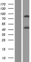ADIPOR1/Adiponectin Receptor 1 Protein - Western validation with an anti-DDK antibody * L: Control HEK293 lysate R: Over-expression lysate
