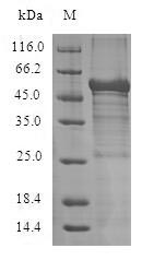 ADIPOR1/Adiponectin Receptor 1 Protein - (Tris-Glycine gel) Discontinuous SDS-PAGE (reduced) with 5% enrichment gel and 15% separation gel.