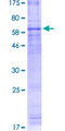 ADIPOR1/Adiponectin Receptor 1 Protein - 12.5% SDS-PAGE of human ADIPOR1 stained with Coomassie Blue