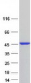 ADK / Adenosine Kinase Protein - Purified recombinant protein ADK was analyzed by SDS-PAGE gel and Coomassie Blue Staining