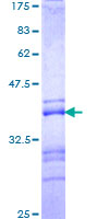 ADNP Protein - 12.5% SDS-PAGE Stained with Coomassie Blue.