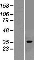 ADORA1 / Adenosine A1 Receptor Protein - Western validation with an anti-DDK antibody * L: Control HEK293 lysate R: Over-expression lysate