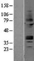 ADORA2A/Adenosine A2A Receptor Protein - Western validation with an anti-DDK antibody * L: Control HEK293 lysate R: Over-expression lysate