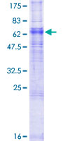 ADORA2A/Adenosine A2A Receptor Protein - 12.5% SDS-PAGE of human ADORA2A stained with Coomassie Blue