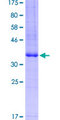 ADORA2A/Adenosine A2A Receptor Protein - 12.5% SDS-PAGE Stained with Coomassie Blue.