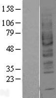 ADORA2B/Adenosine A2B Receptor Protein - Western validation with an anti-DDK antibody * L: Control HEK293 lysate R: Over-expression lysate