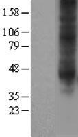 ADORA3 / Adenosine A3 Receptor Protein - Western validation with an anti-DDK antibody * L: Control HEK293 lysate R: Over-expression lysate