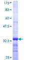 ADPGK Protein - 12.5% SDS-PAGE Stained with Coomassie Blue.
