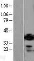ADPRH / ARH1 Protein - Western validation with an anti-DDK antibody * L: Control HEK293 lysate R: Over-expression lysate