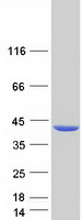 ADPRH / ARH1 Protein - Purified recombinant protein ADPRH was analyzed by SDS-PAGE gel and Coomassie Blue Staining