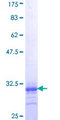 ADRA1A Protein - 12.5% SDS-PAGE Stained with Coomassie Blue.