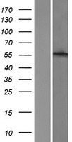 ADRA1B Protein - Western validation with an anti-DDK antibody * L: Control HEK293 lysate R: Over-expression lysate