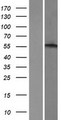 ADRA1B Protein - Western validation with an anti-DDK antibody * L: Control HEK293 lysate R: Over-expression lysate