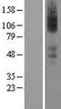 ADRA2A Protein - Western validation with an anti-DDK antibody * L: Control HEK293 lysate R: Over-expression lysate