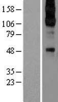 ADRA2C Protein - Western validation with an anti-DDK antibody * L: Control HEK293 lysate R: Over-expression lysate