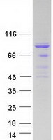 ADRBK1 / GRK2 Protein - Purified recombinant protein GRK2 was analyzed by SDS-PAGE gel and Coomassie Blue Staining